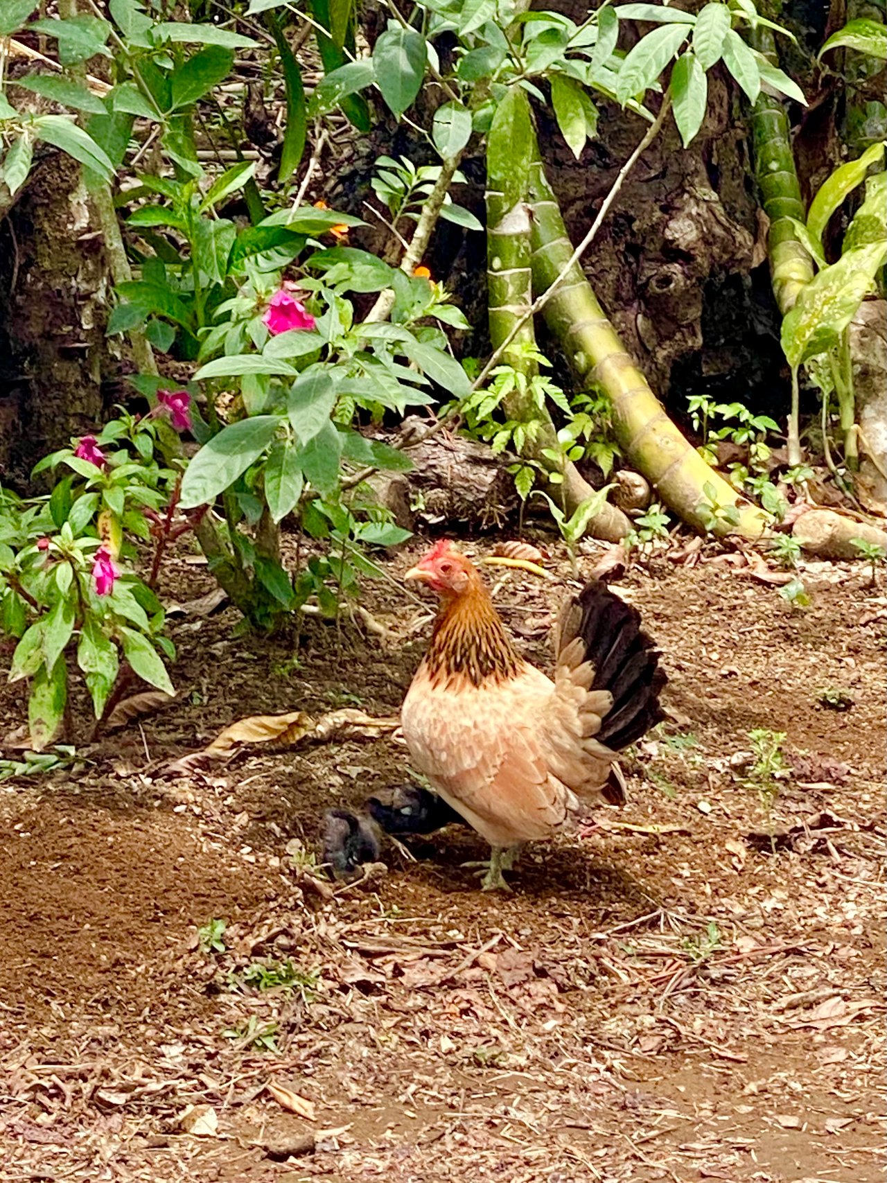 54 Acre Ranch in San Vito, Coto Brus