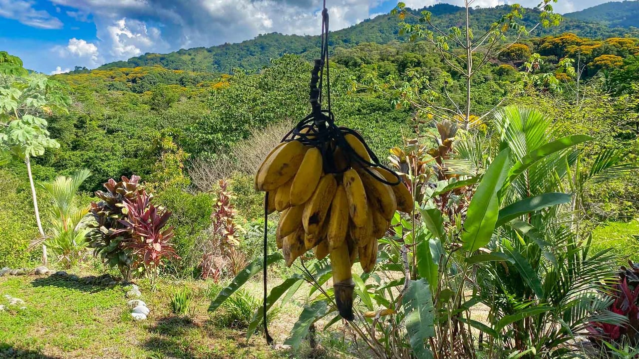 32-Acre Self-Sustainable Off-Grid Farm Near Ojochal with House, Solar Power & River