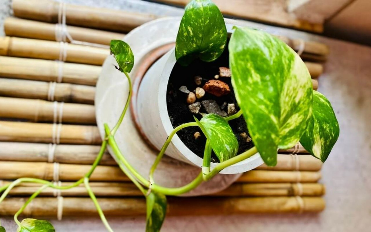 Best Healthy Home Upgrades For 2023