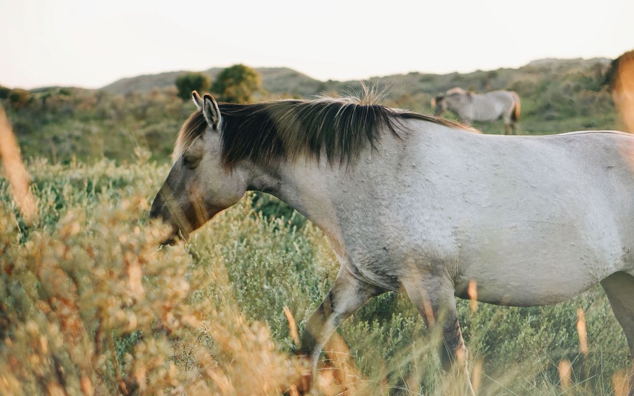 contact-form-background