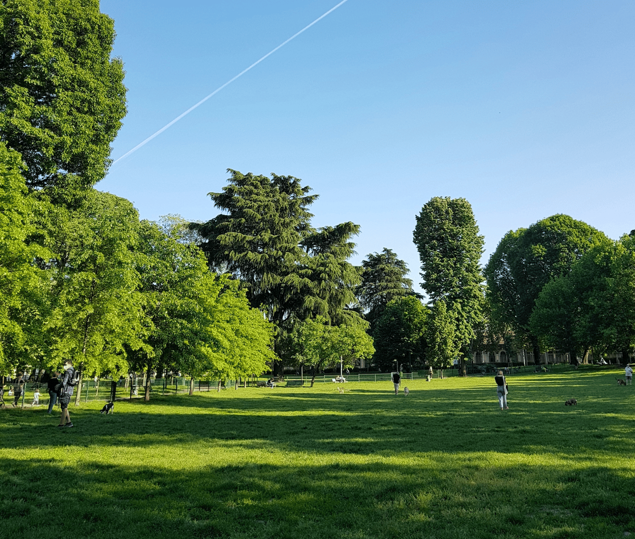 People and dogs enjoy a broad grassy park beneath mature trees.