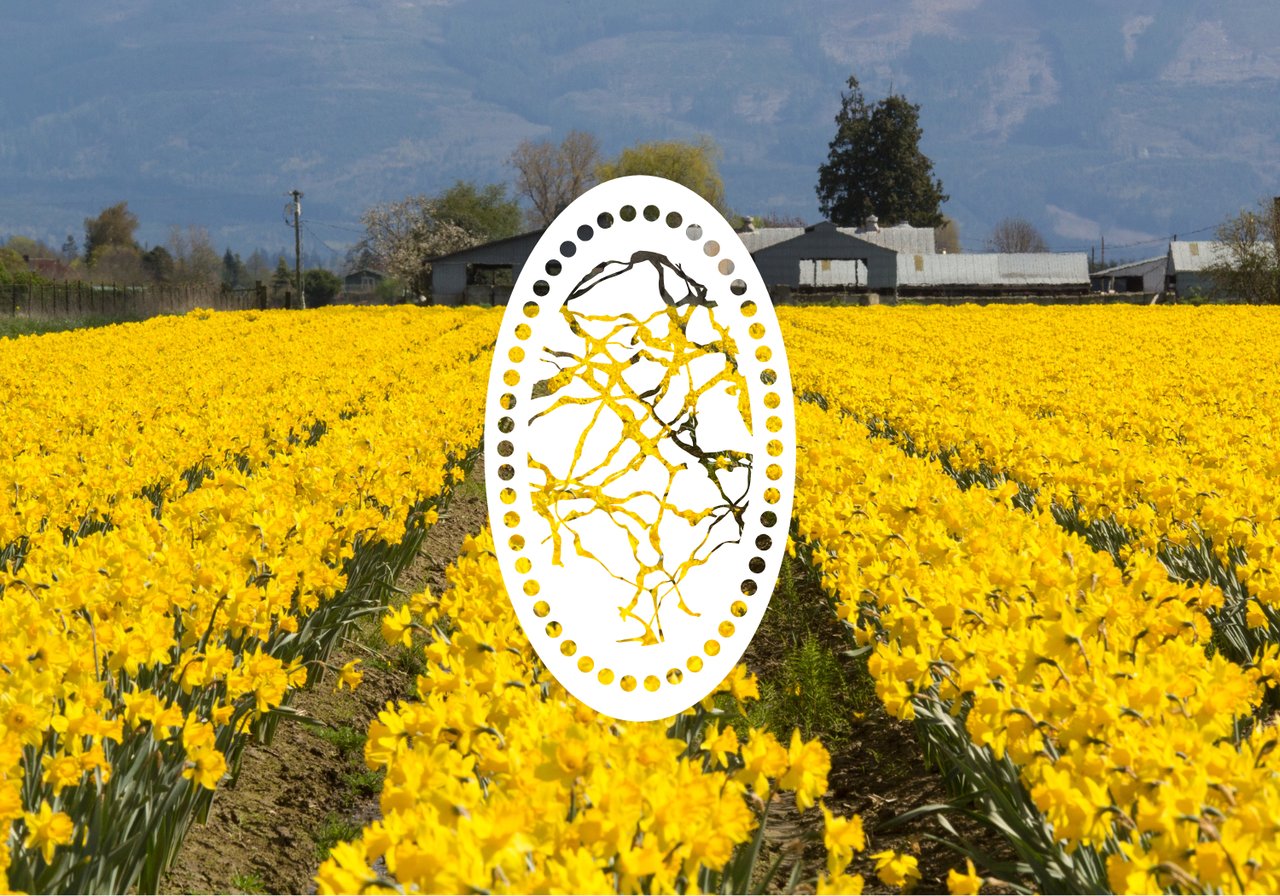 Local's Guide to Living in Mount Vernon, Washington