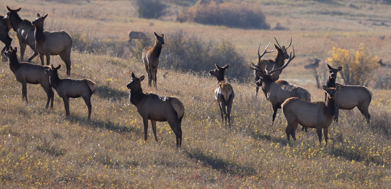 Box Elder Ranch