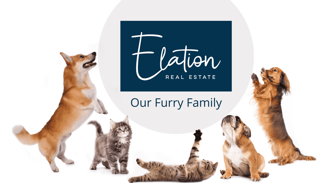 Elation’s Pet Family