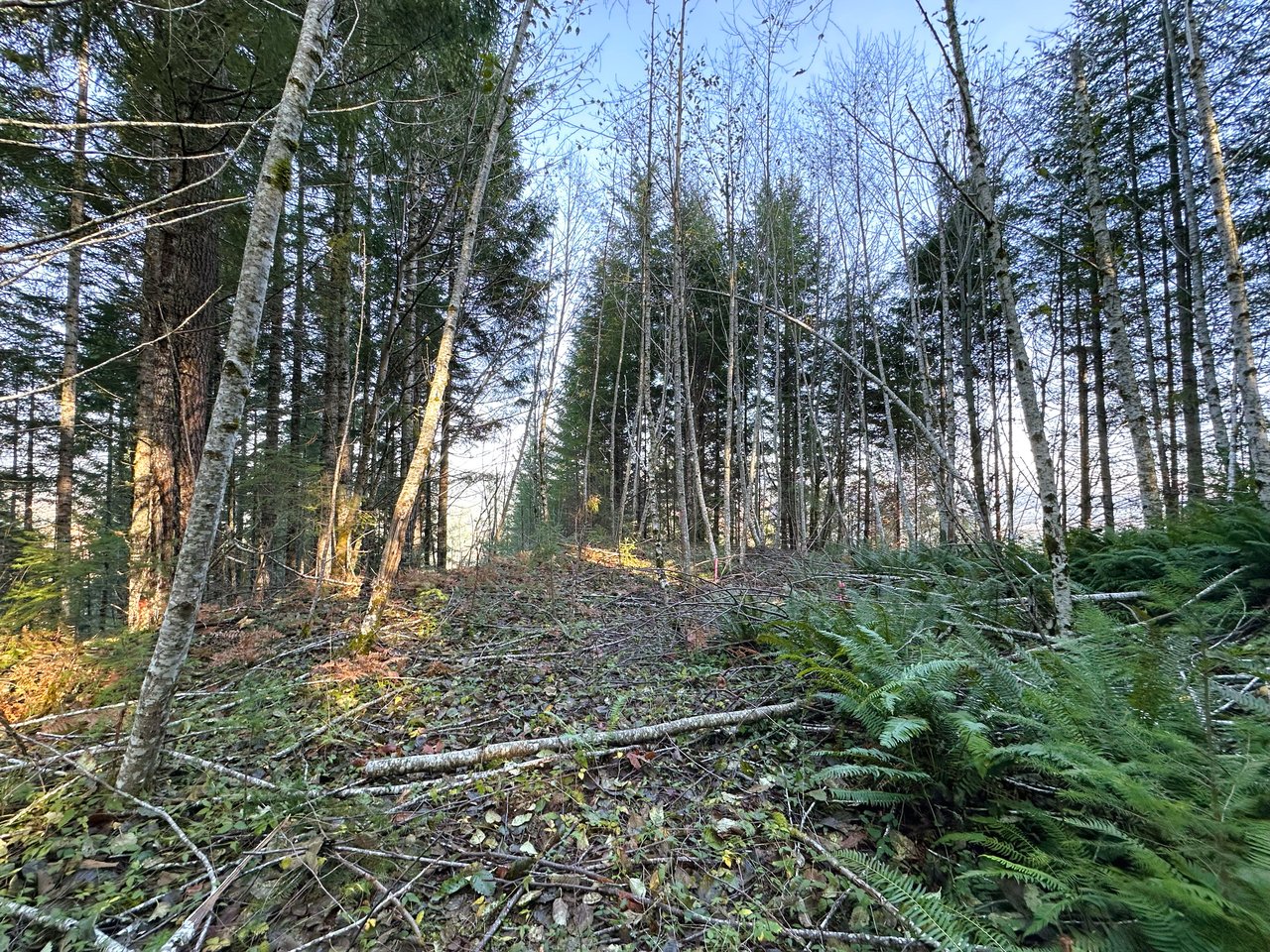 Rust Road Forest