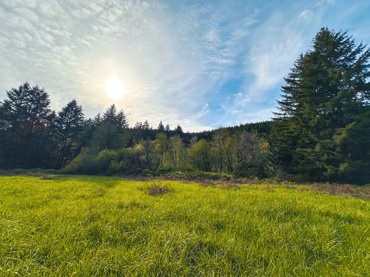 Nelson Mountain Meadows