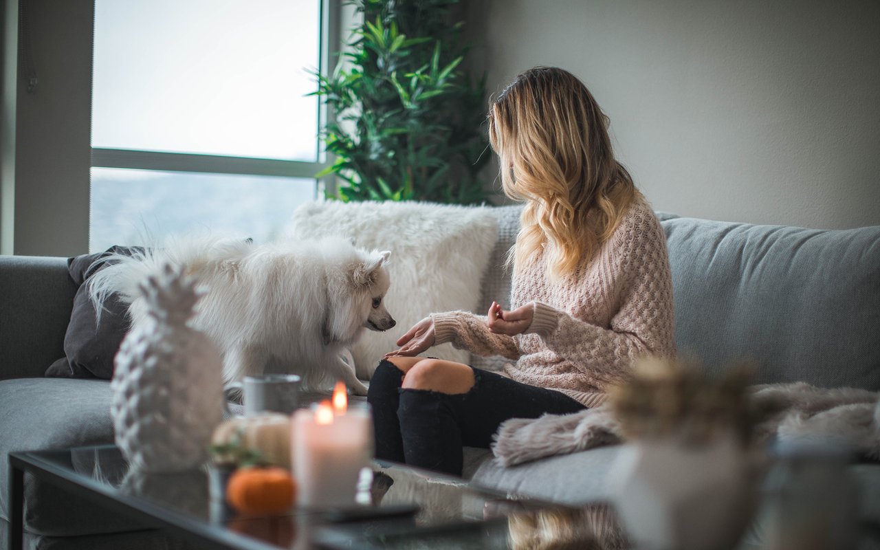 Woman on a gray sofa interacting with a small white dog in a cozy living room.