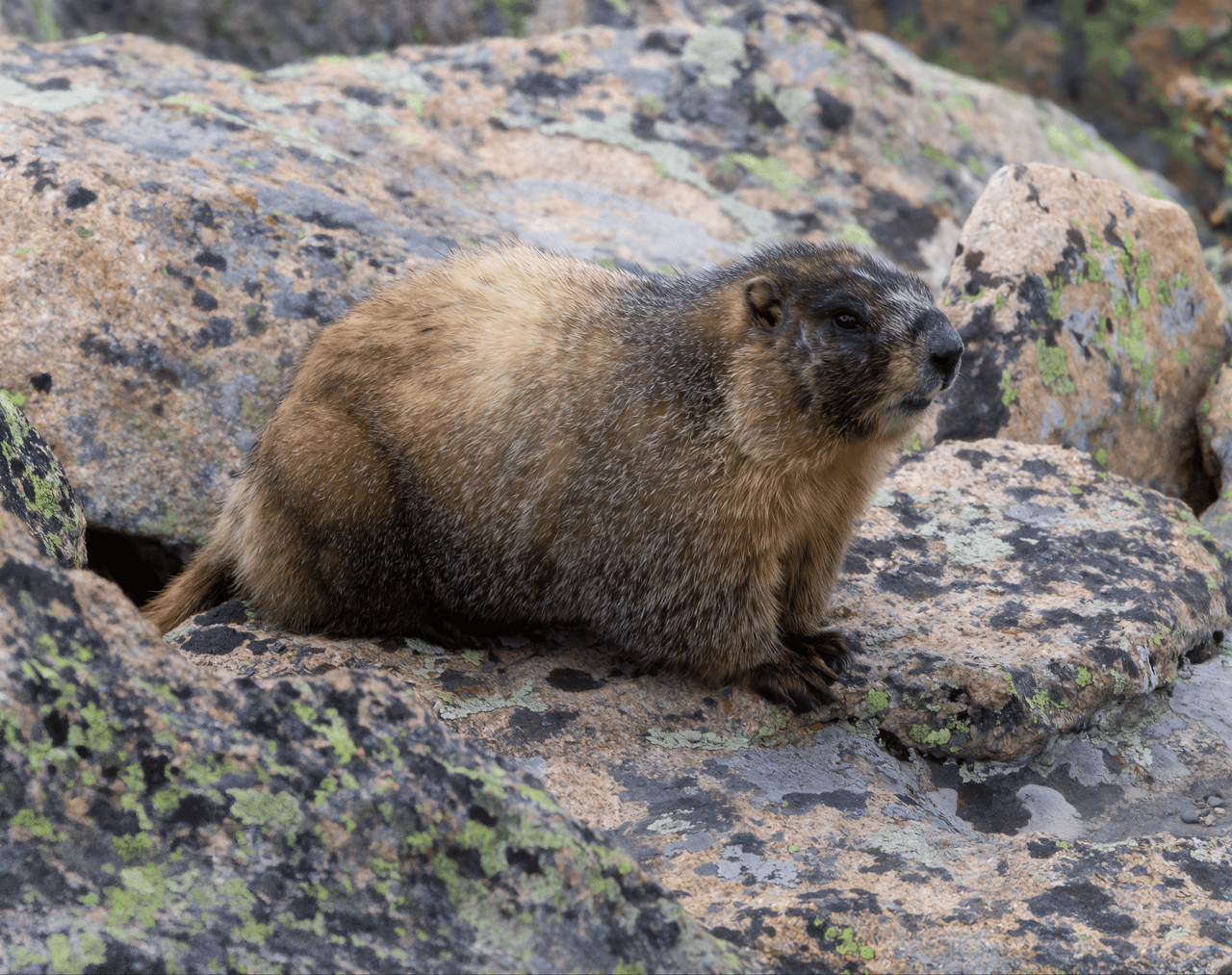 Into the Wild: Discovering Rocky Mountain National Park with Monica