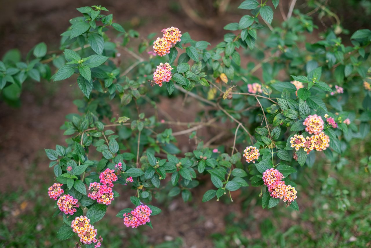 Turnkey 3-Residence Compound in Puriscal with Expansive Views & Saltwater Pool