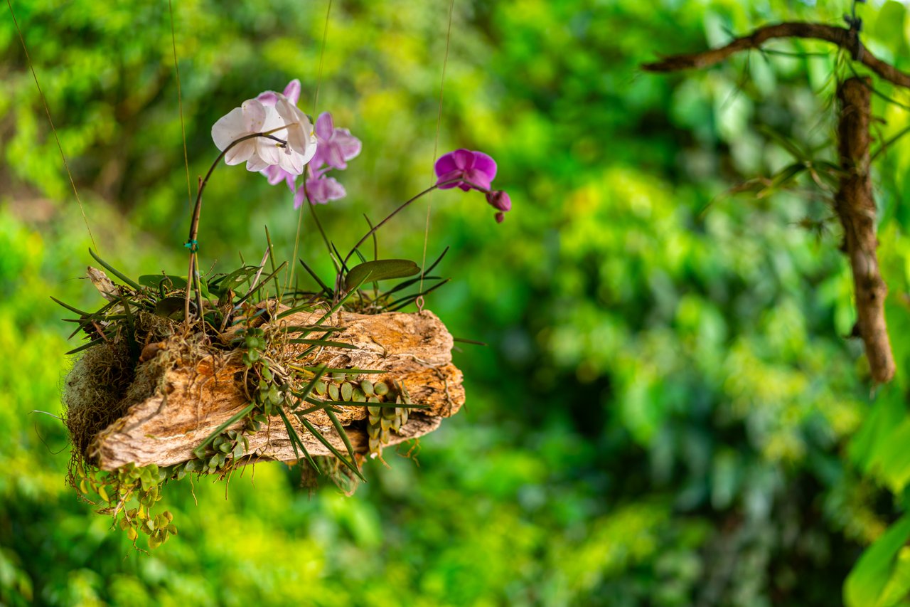 Castillo Puesta del Sol, Escalares - 