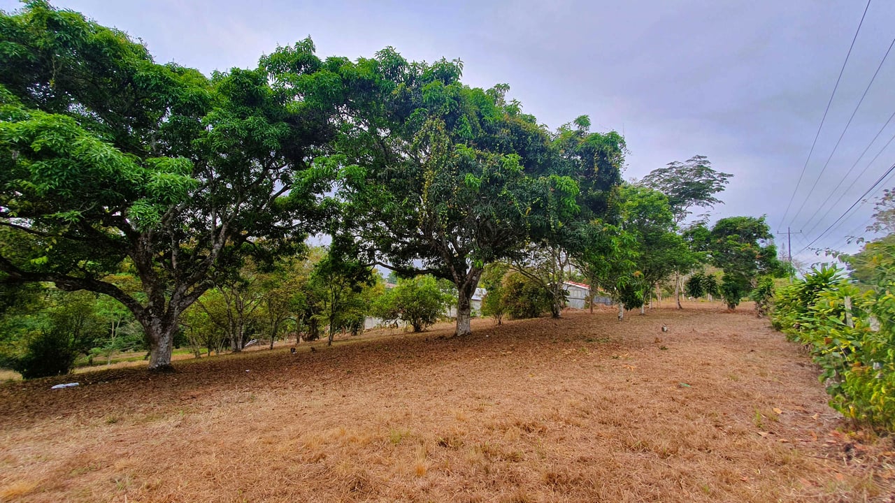 Fruit Tree Property for Sale