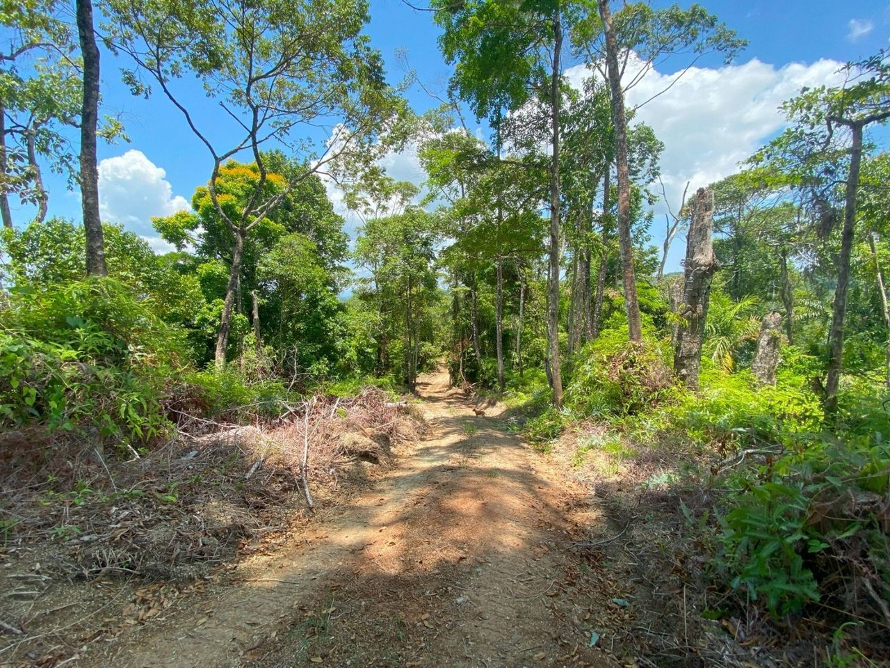 Mountain River View Farm, Osa, Puntarenas