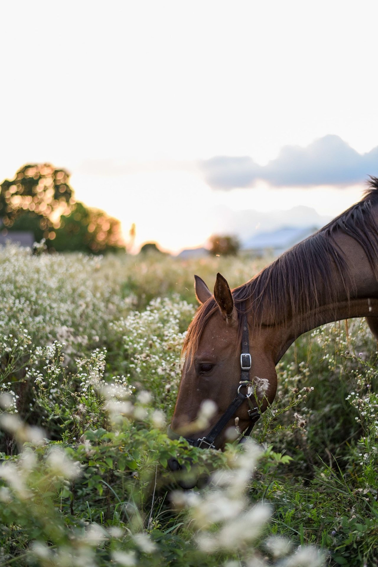 Equestrian / Ranch