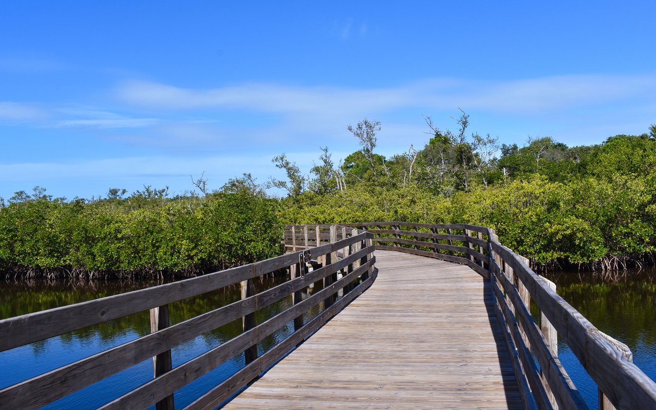Wooden boardwalk curves through mangroves over calm water.
