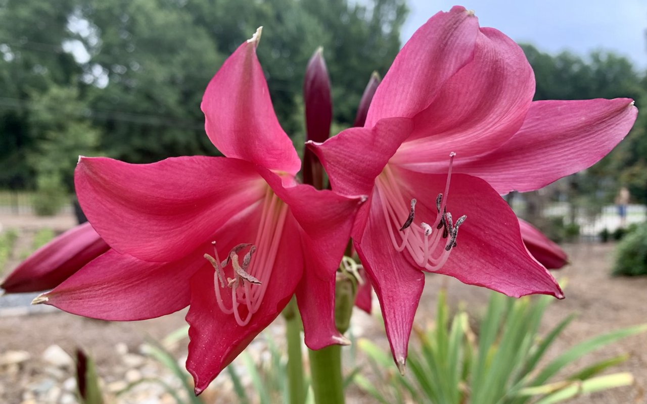 Plant of the Week: Crinum Lily
