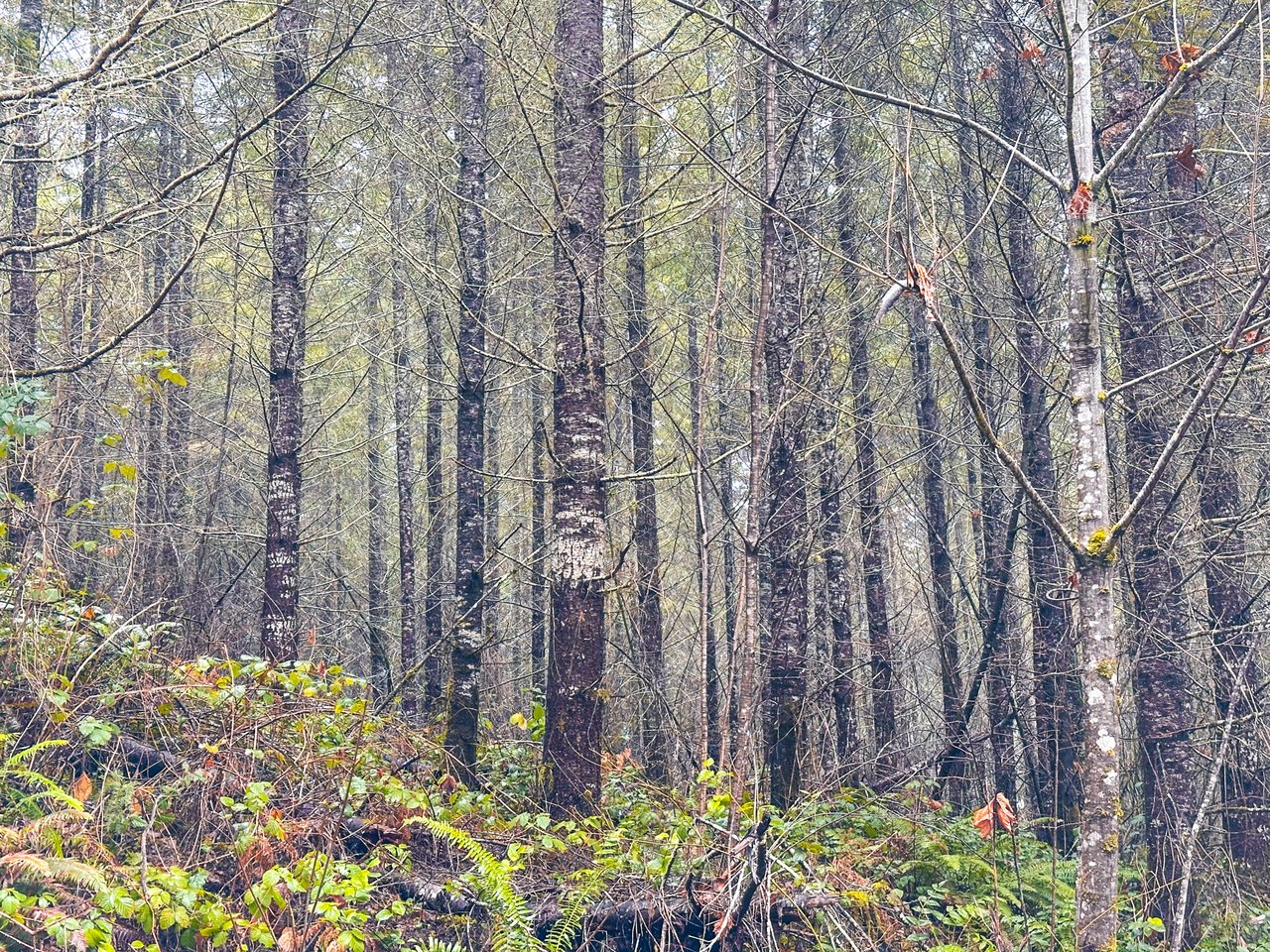 Coast Fork Woodland Meadows