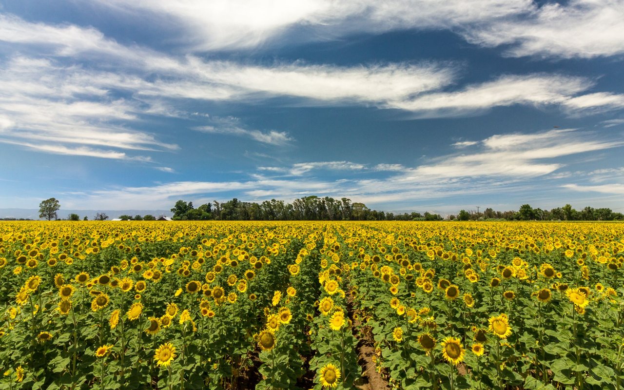 Yolo County