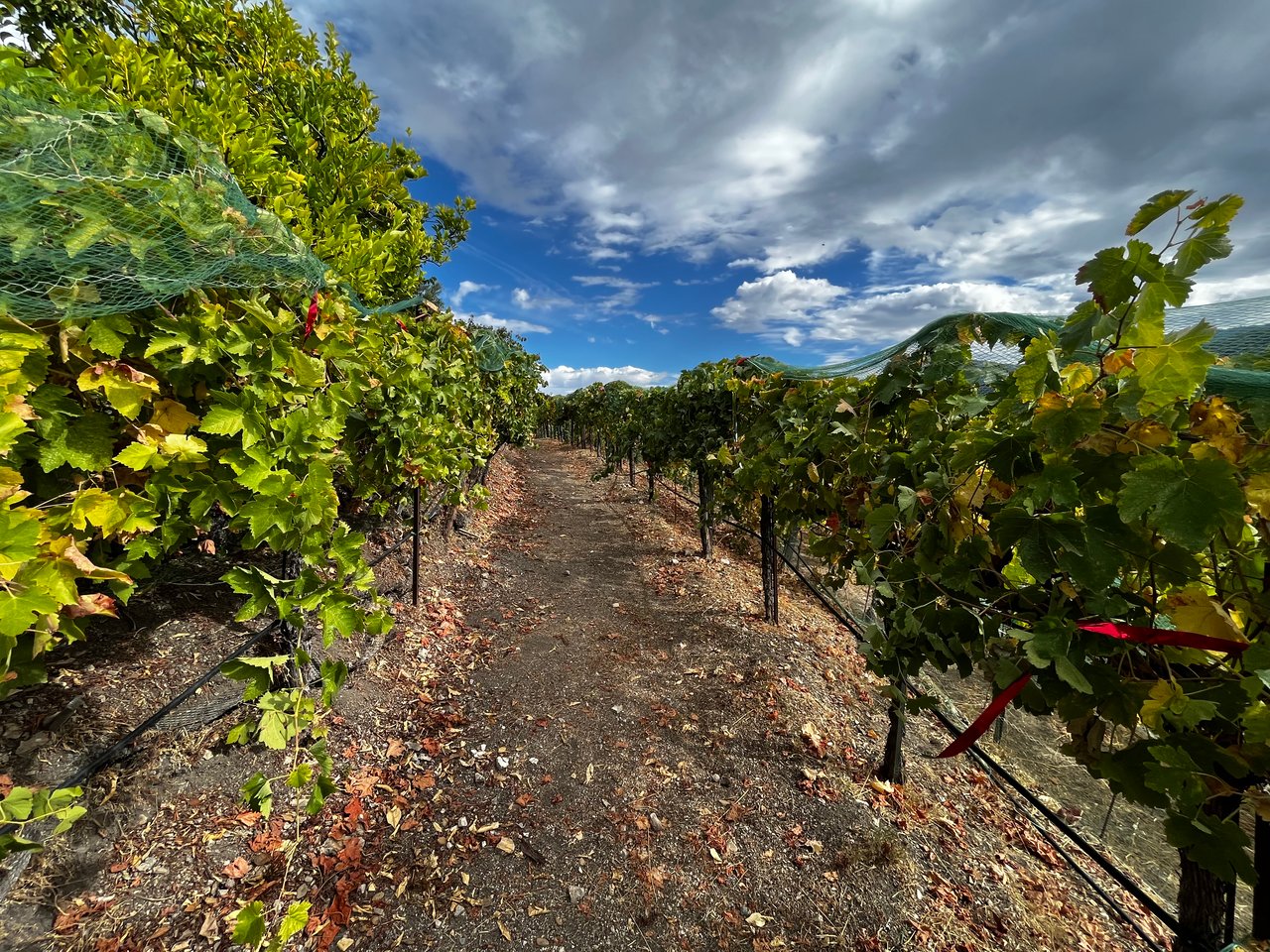 Carmel Valley, CA homes and vineyards near Carmel-by-the-Sea, showcasing the sun-filled wine country lifestyle buyers seek