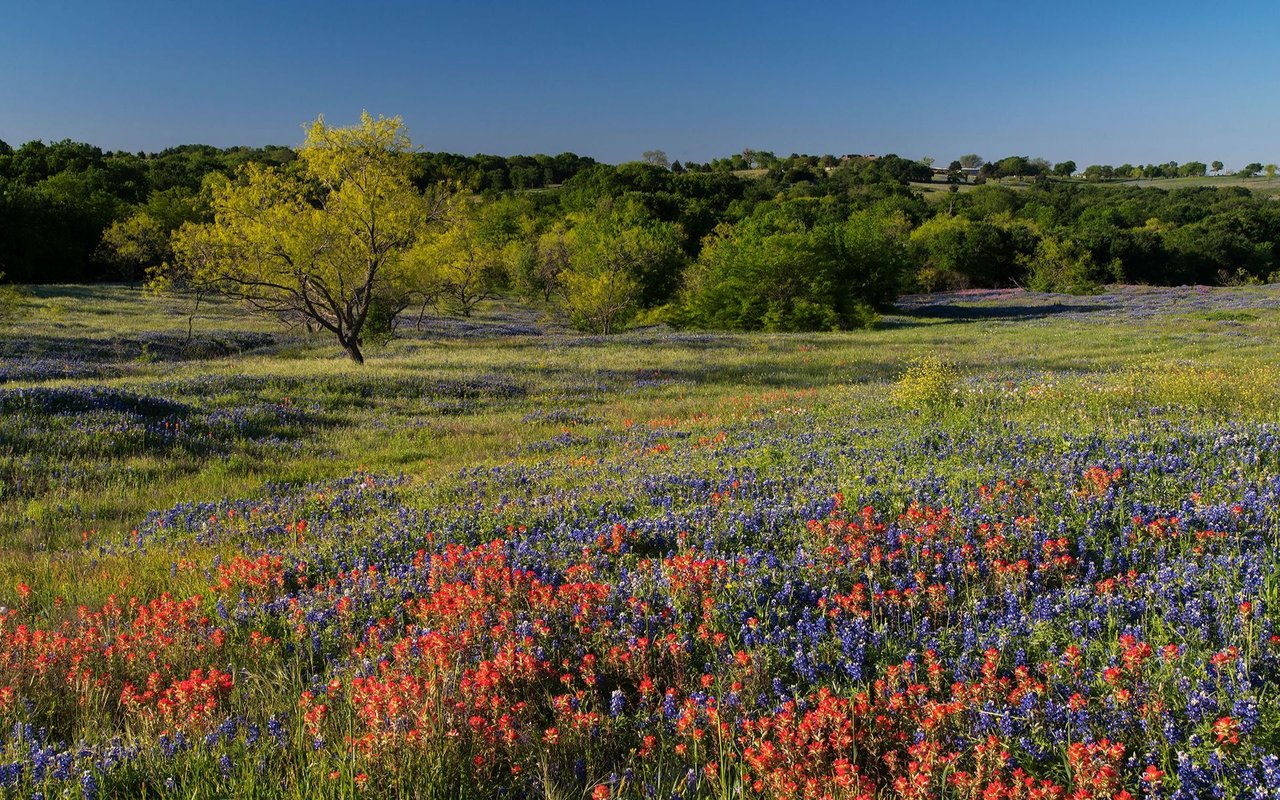 Spring wildflowers fill a meadow beneath a yellow-leaved tree and wooded hills.
