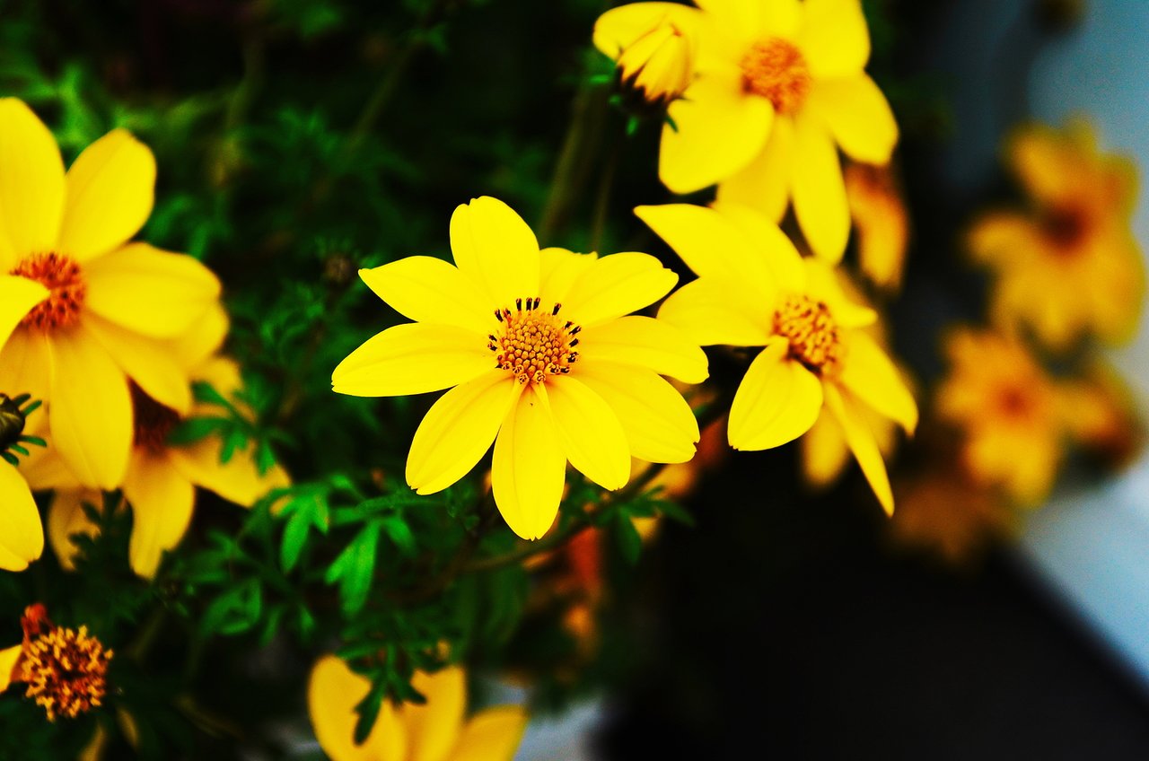 Garden Flowers That Thrive in Summer Sun