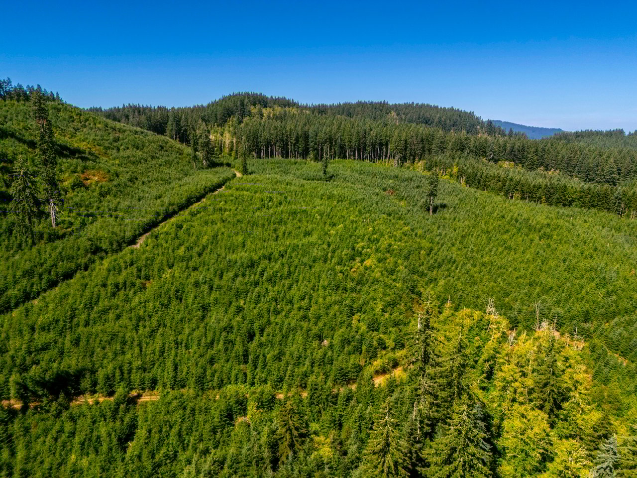 LINCOLN-HILLTOP TREEFARM Sealed Bid Offering 