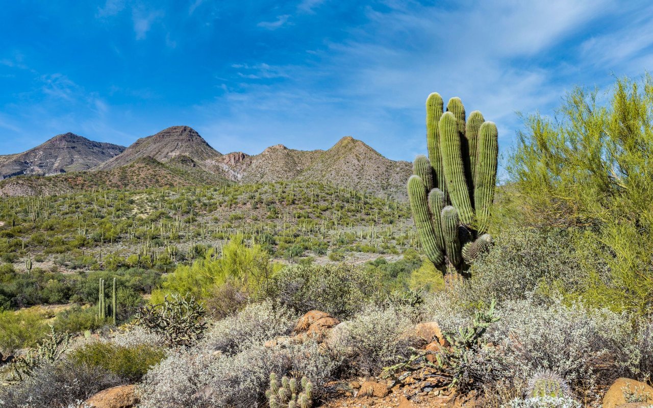 Sonoran Foothills