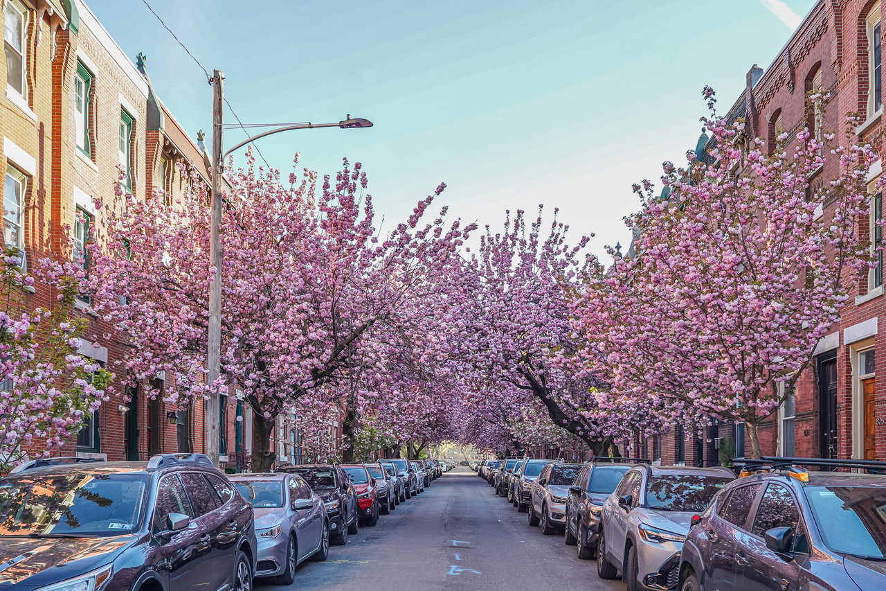 Brick row houses and parked cars beneath a canopy of pink cherry blossoms.