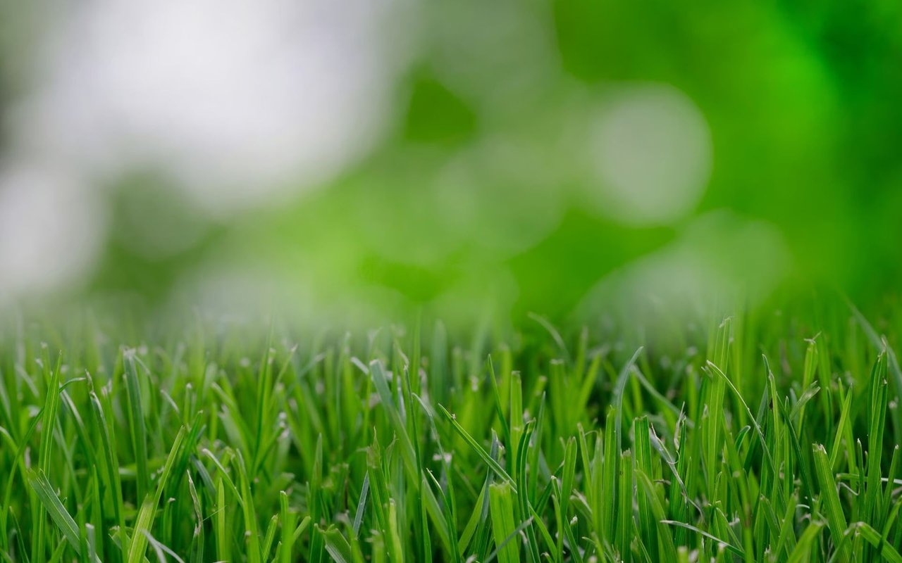Green grass blades with softly blurred greenery and white blooms behind them.