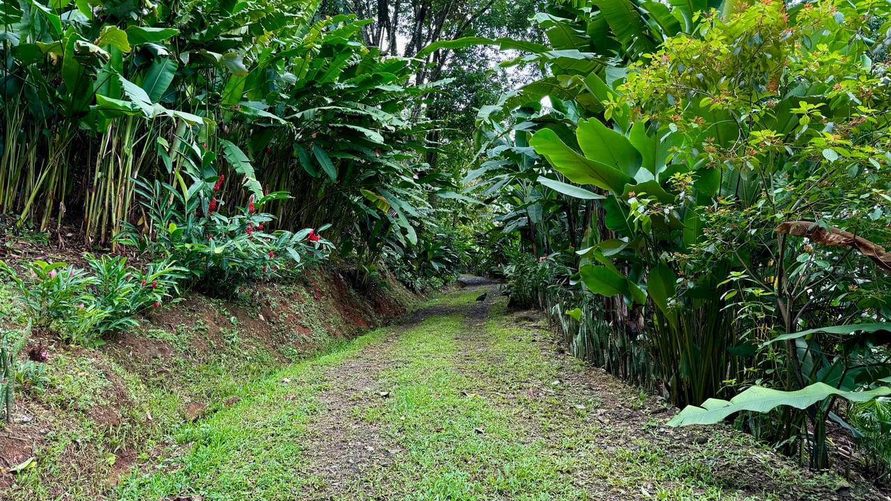 BEST OCEAN VIEW LOT Including WHALE TAIL BEACH, CAÑO ISLAND and other ISLANDS!