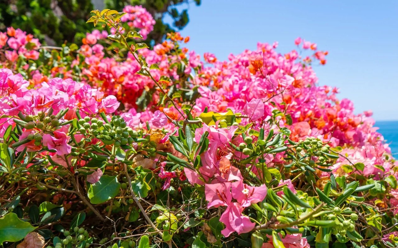 An Early Spring Awaits: Unveiling New Beginnings in the Real Estate Market