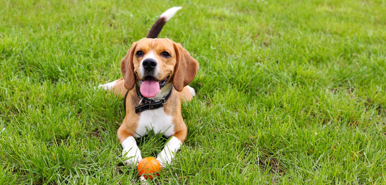 4 Best Dog Parks in Pacific Heights