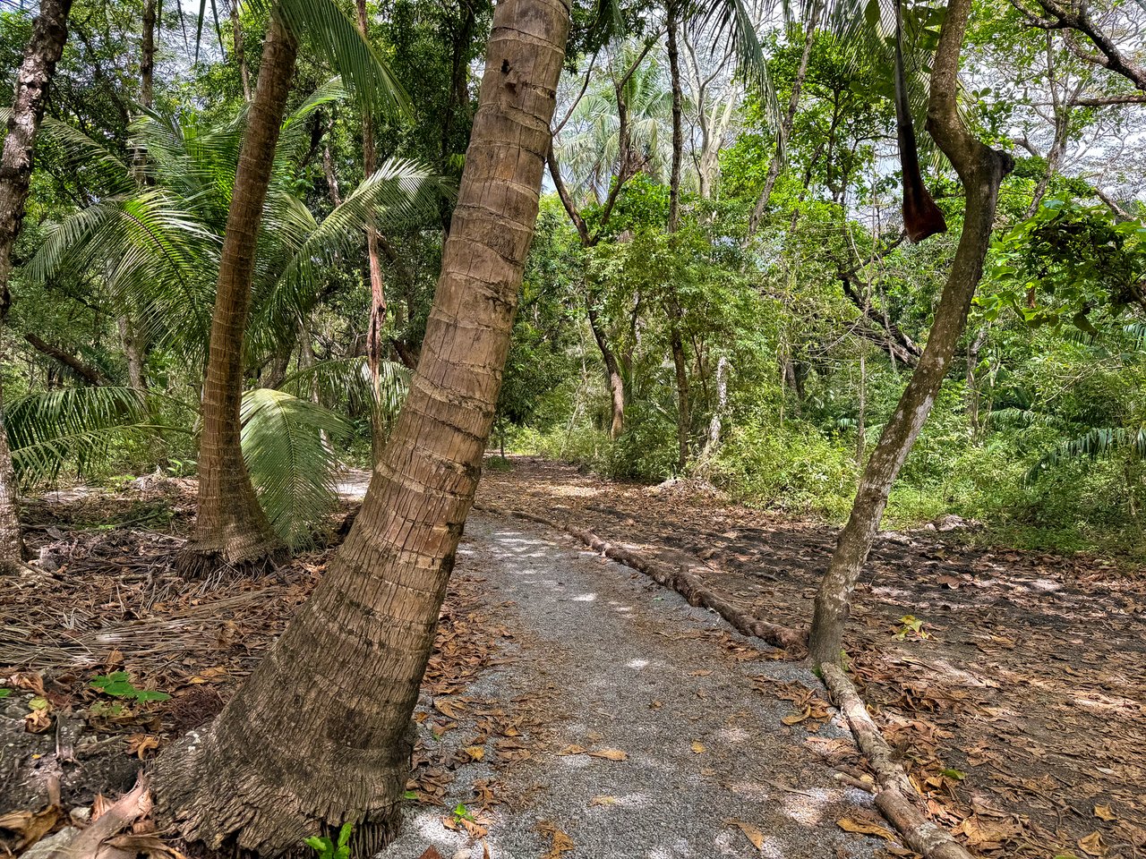 Premier Beachfront Concession Lot, Santa Teresa, Puntarenas