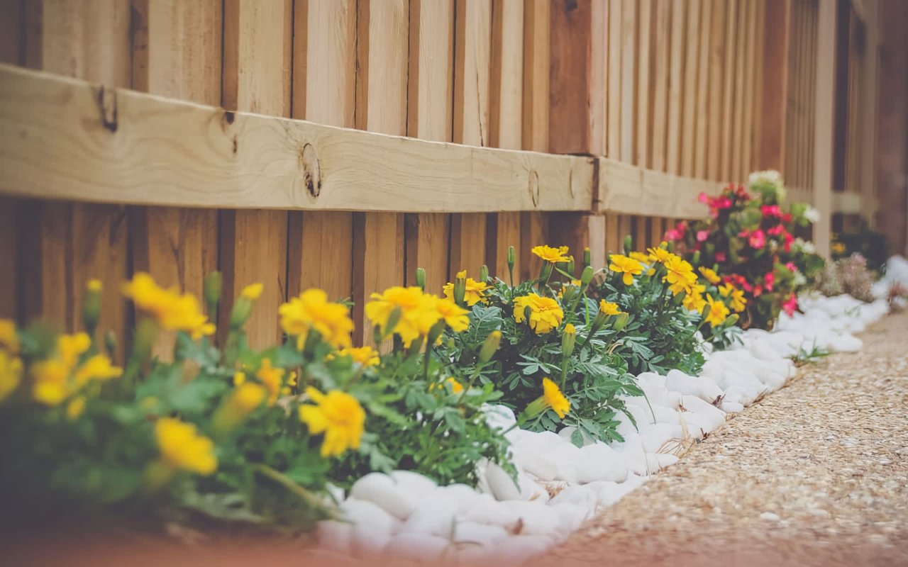  A narrow garden bed featuring a row of vibrant yellow marigolds with green foliage