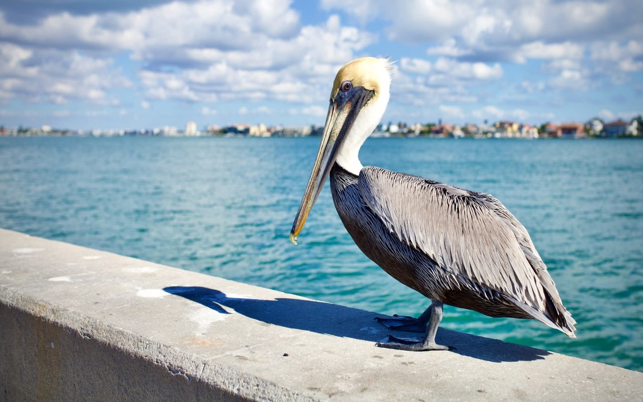 Pass-A-Grille Beach