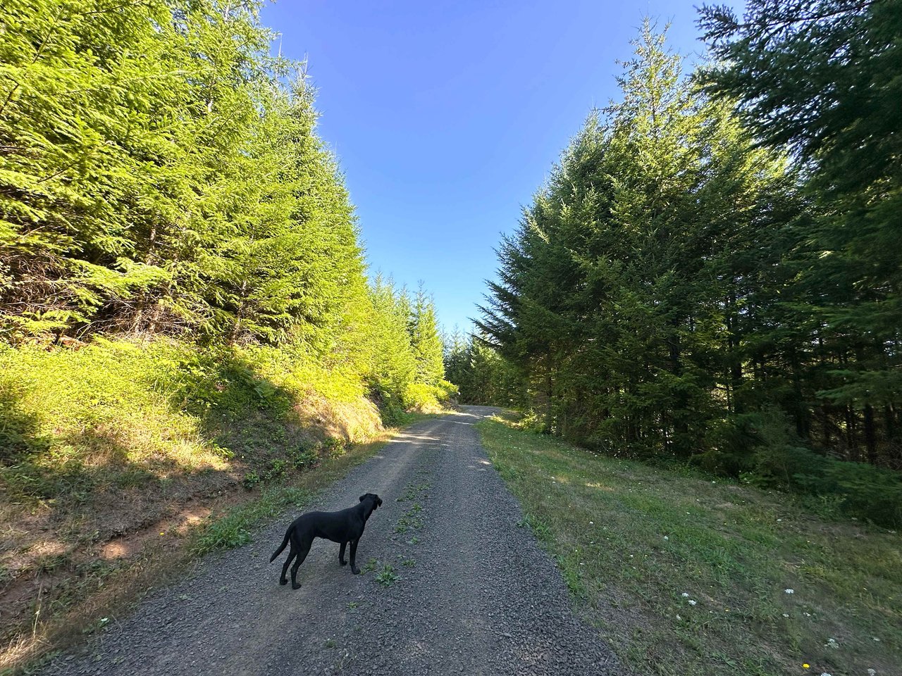 High Pass Tree Farm