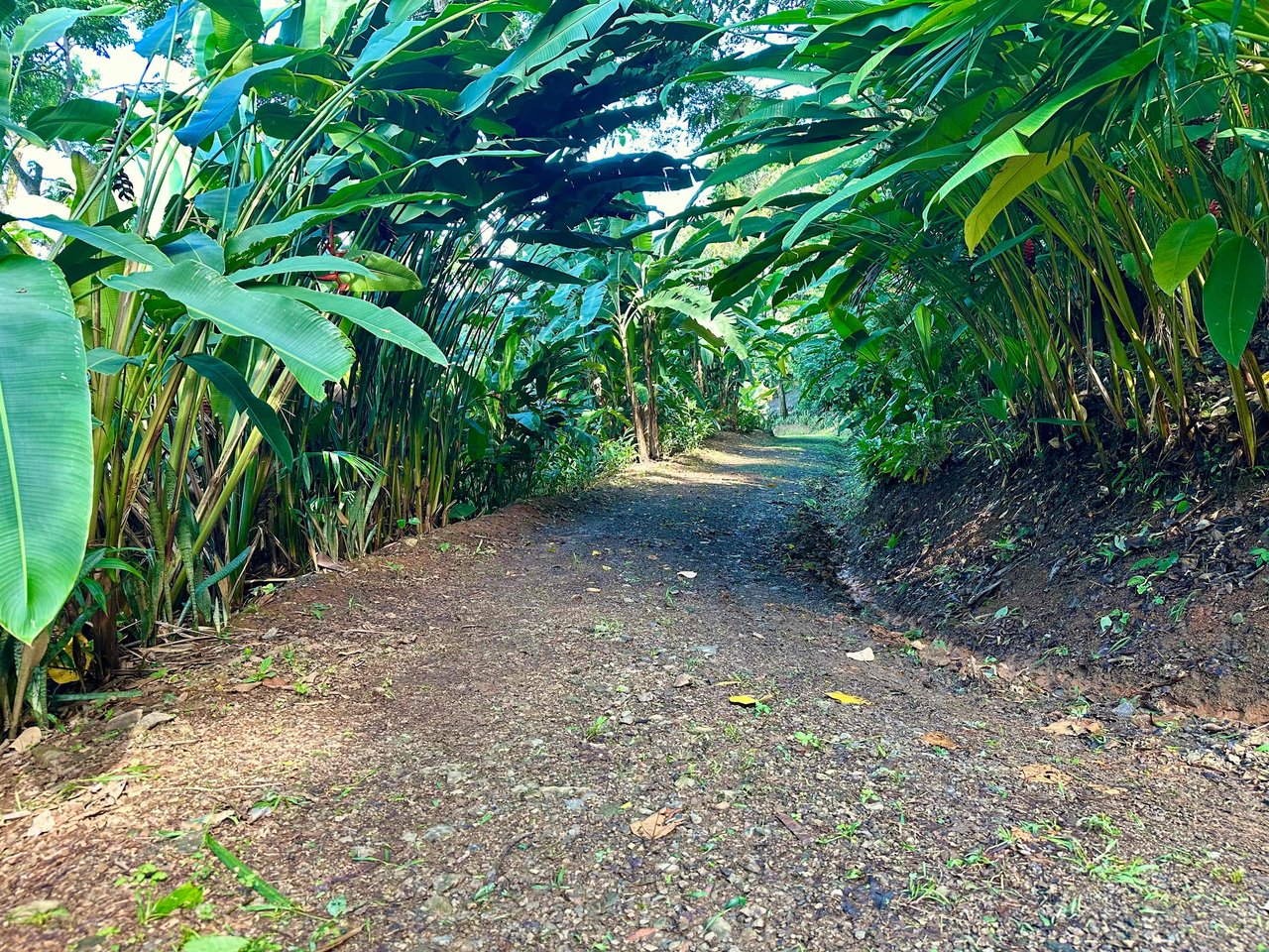 BEST OCEAN VIEW LOT Including WHALE TAIL BEACH, CAÑO ISLAND and other ISLANDS!