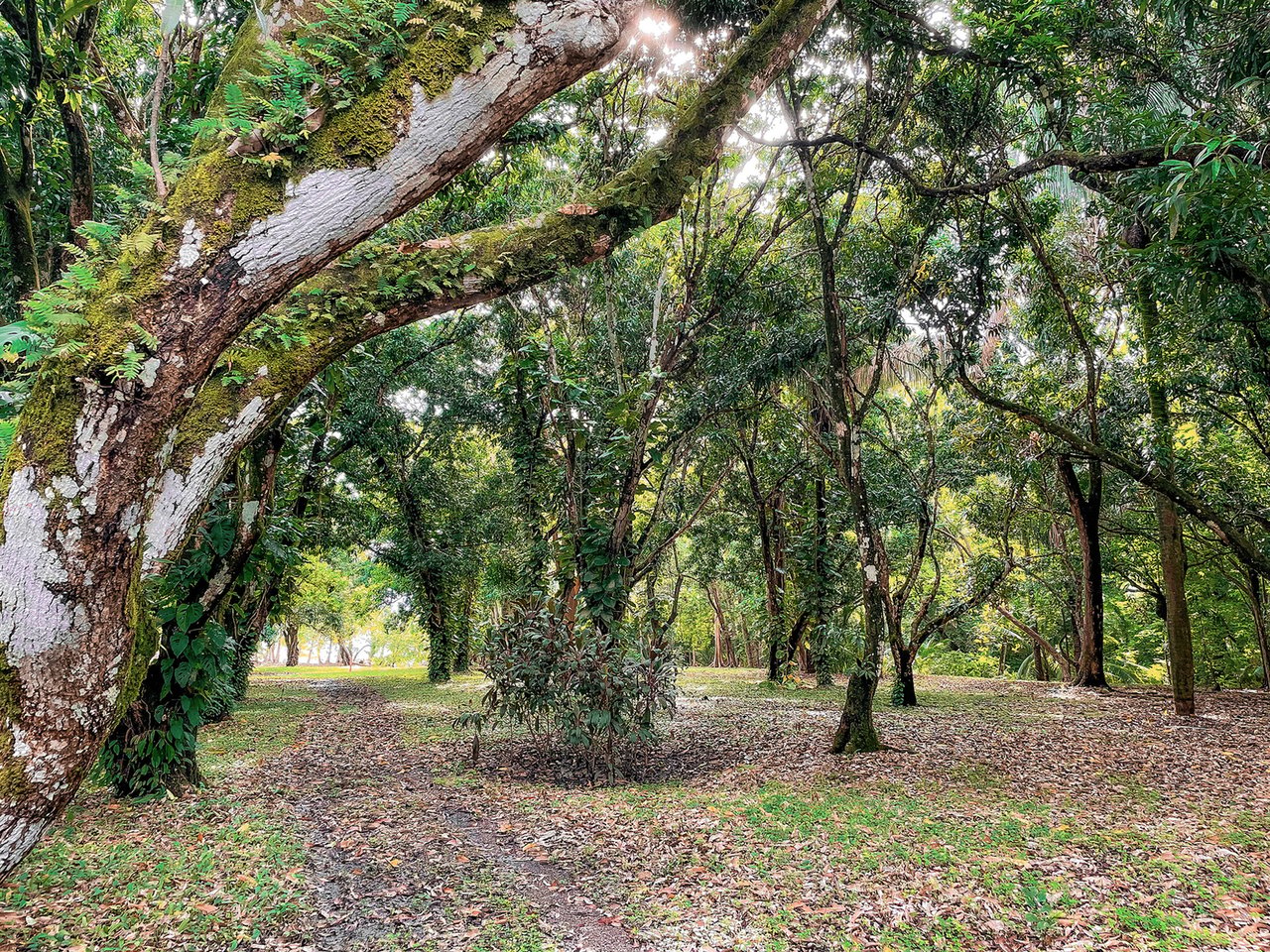 Prime Beachfront Development Land, Santa Teresa, Puntarenas