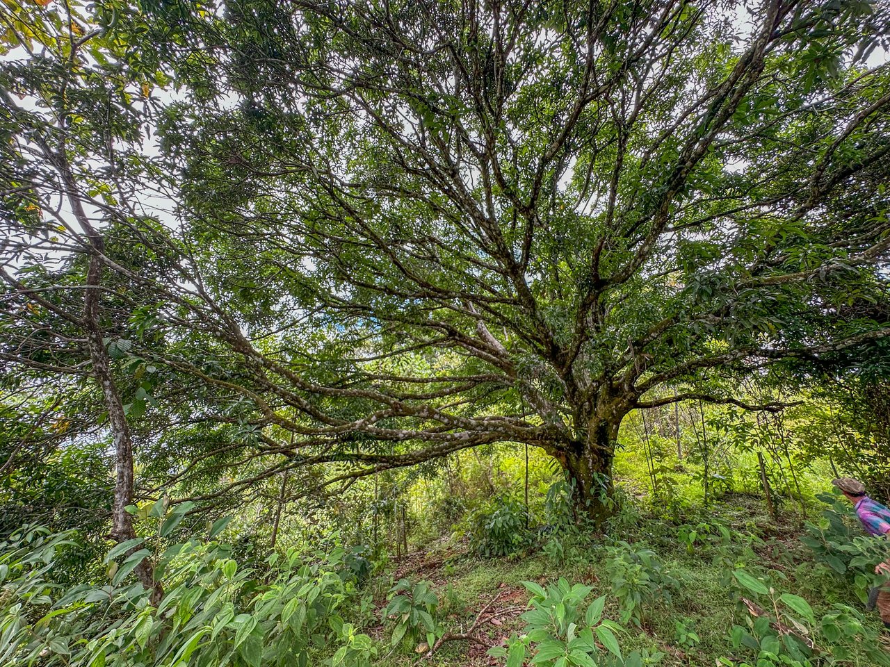 Costa Rican Gem with Conservation Potential: Preserve 26 Acres of Pristine Land