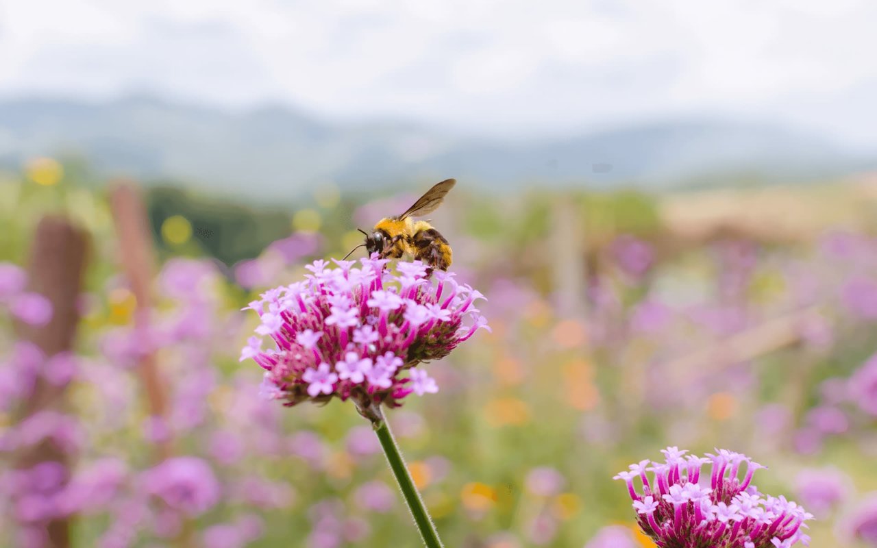 Be Friendly to Bees: How to Create a Bee-Friendly Yard or Garden