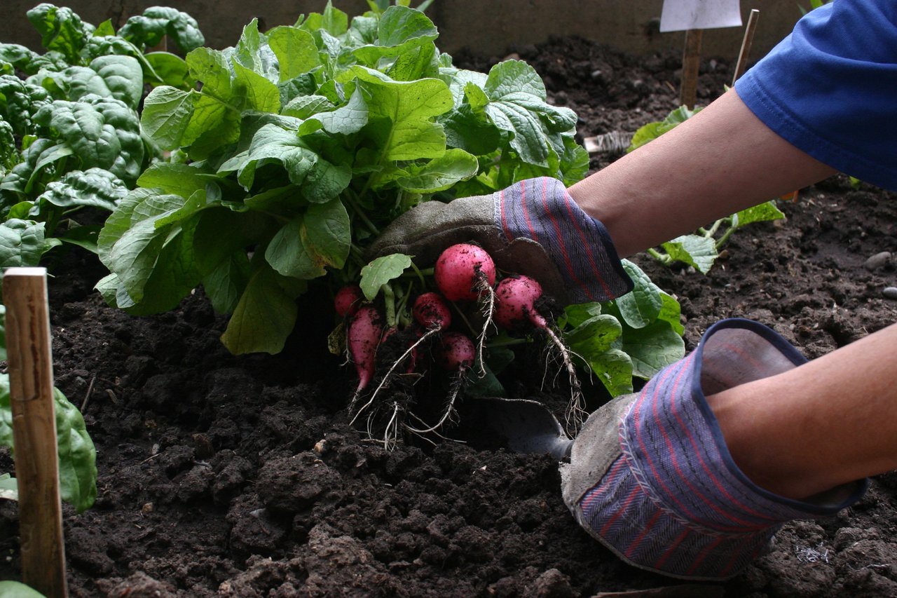 Ep #46: Designing, Building, and Maintaining a Vegetable Garden with Miranda Gould of Homefront Farmers