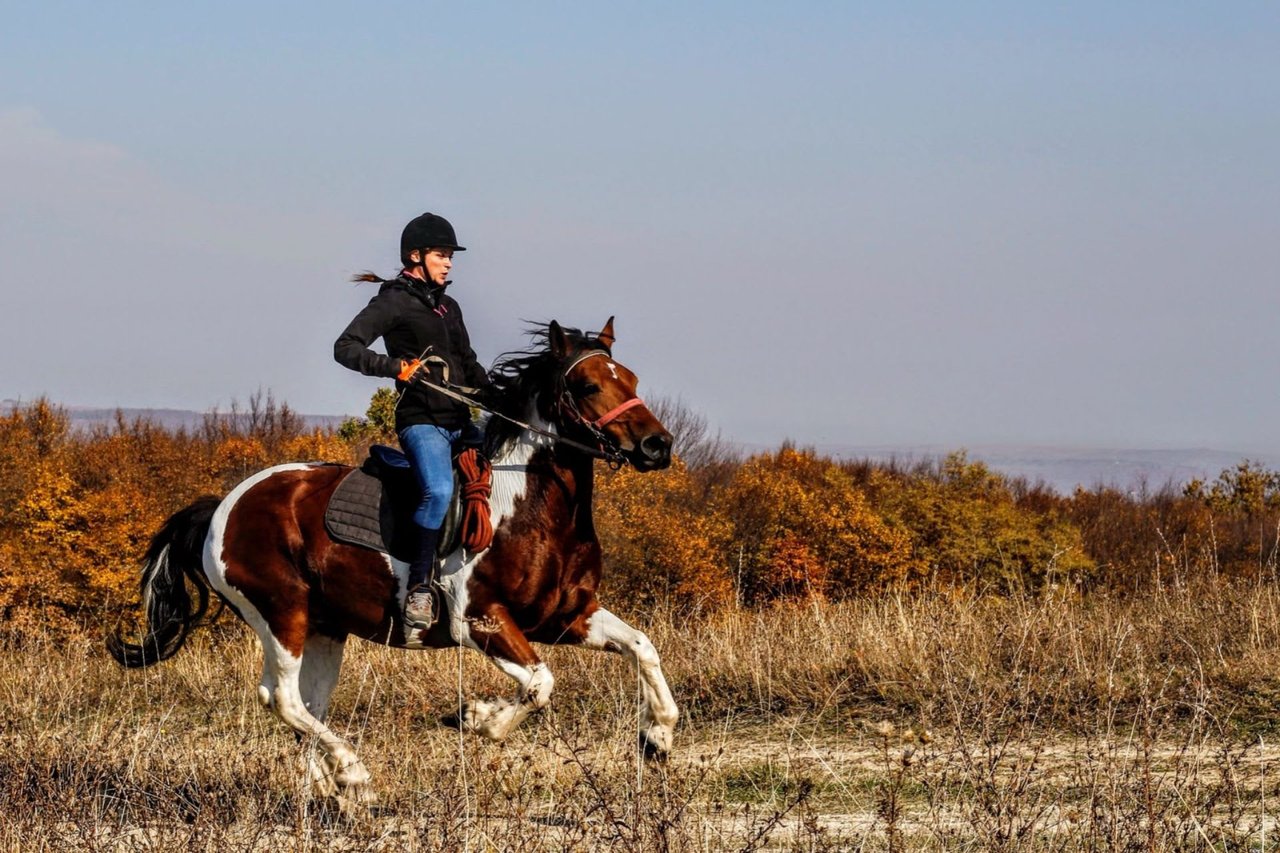 A Complete Guide to Equestrian Facilities Near Del Mar