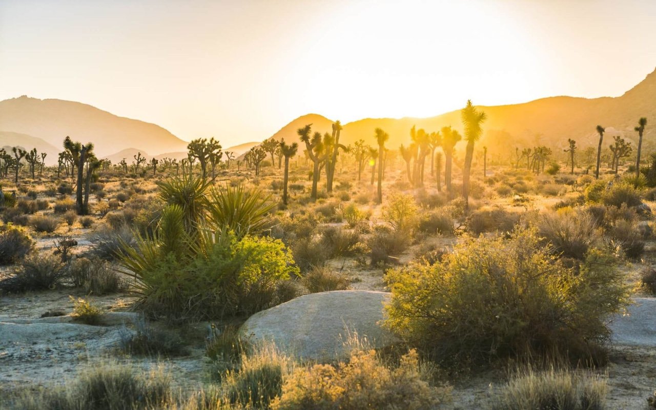 Joshua Tree