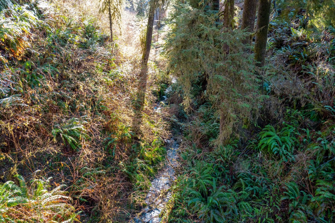 Alsea Woodland