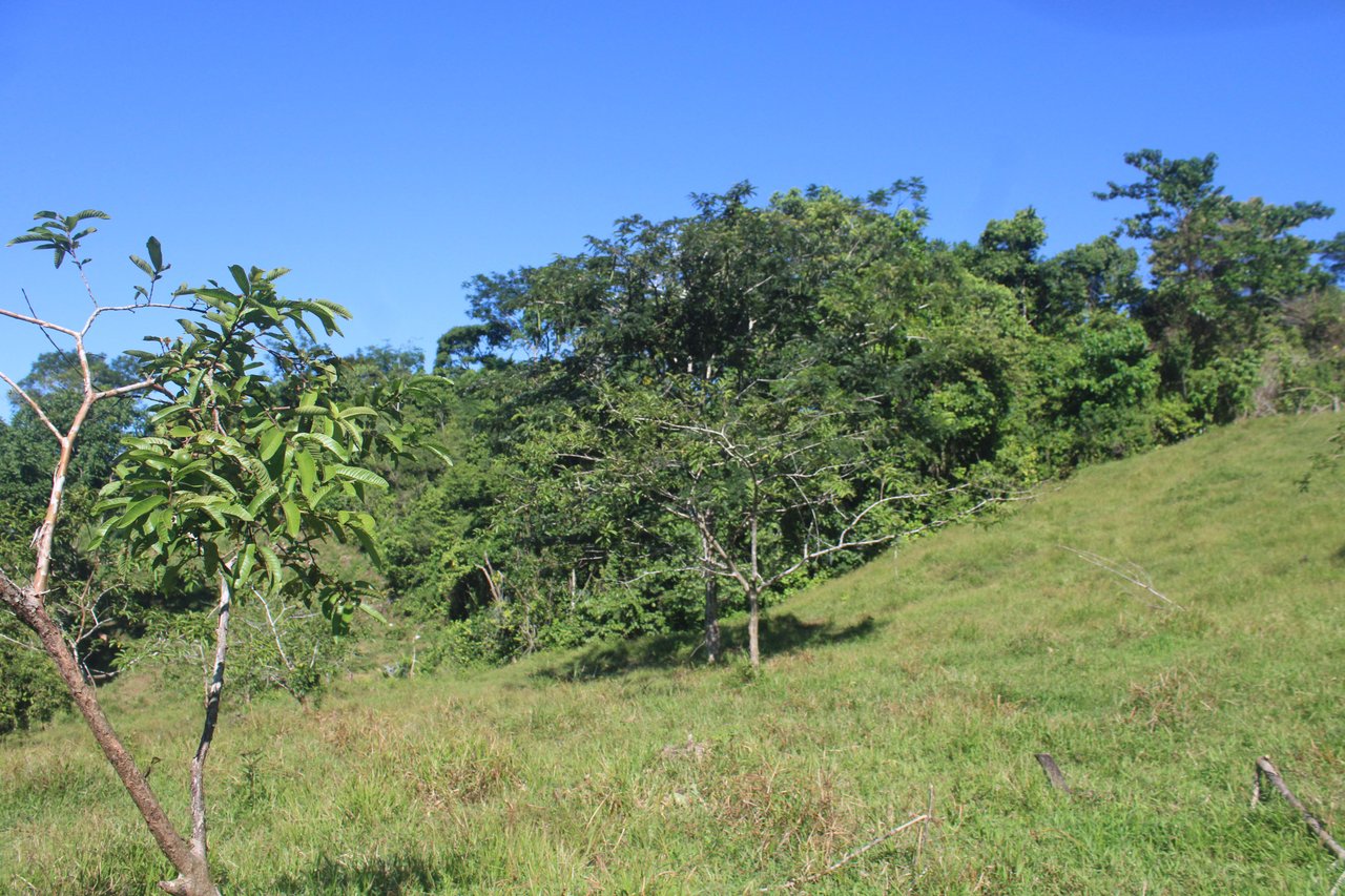90 acre Farm, Inexpensive with lots of potential close to Rio Claro