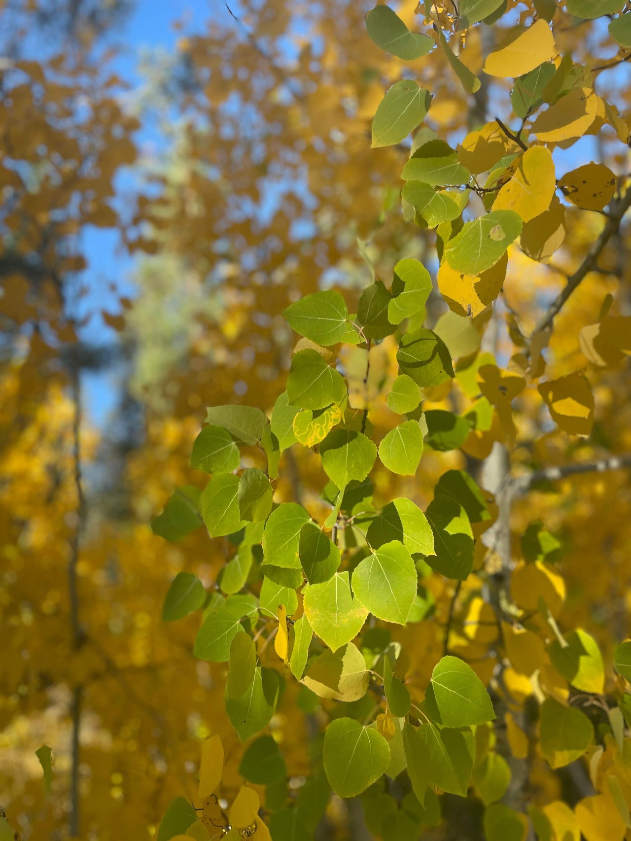 Truckee Tahoe Market Update :: October