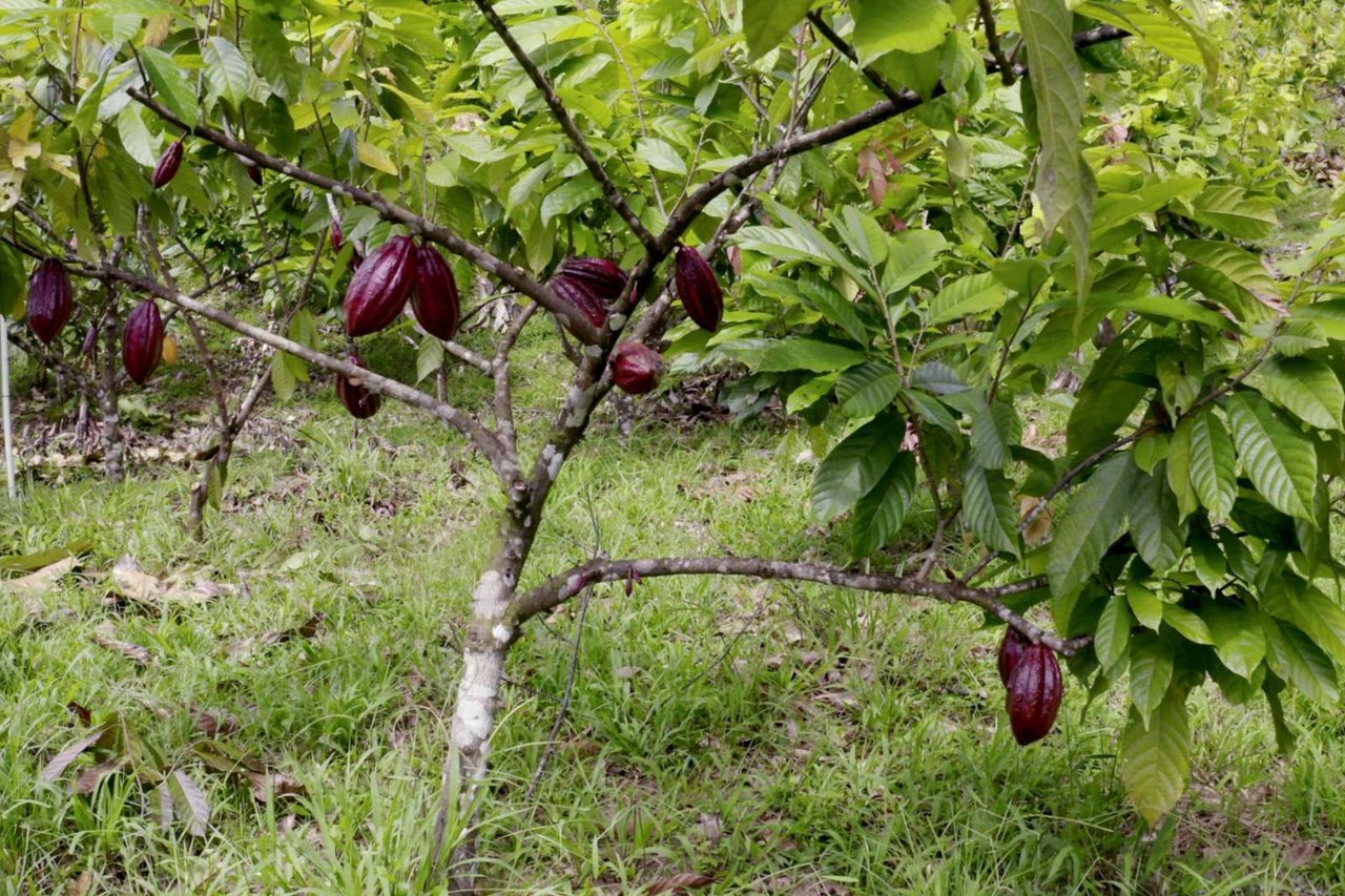 12.5 Acre Luxury Cacao Estate