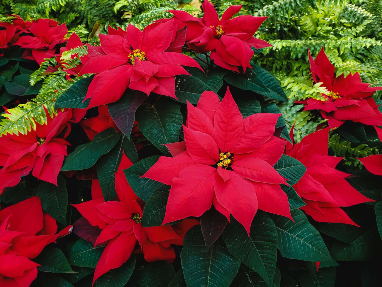 Poinsettias. A South Carolina Lowcountry Story