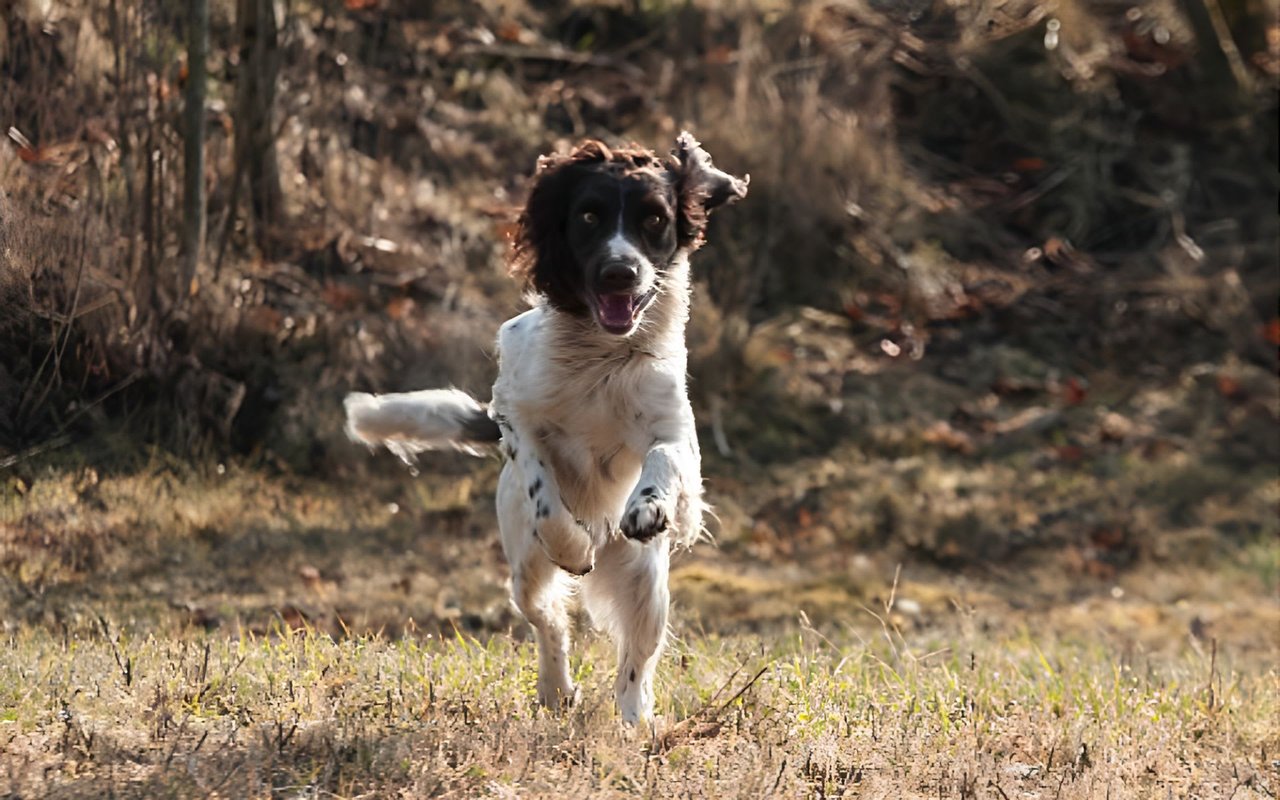 Enjoying the Sport of Hunting with Dogs in North Carolina