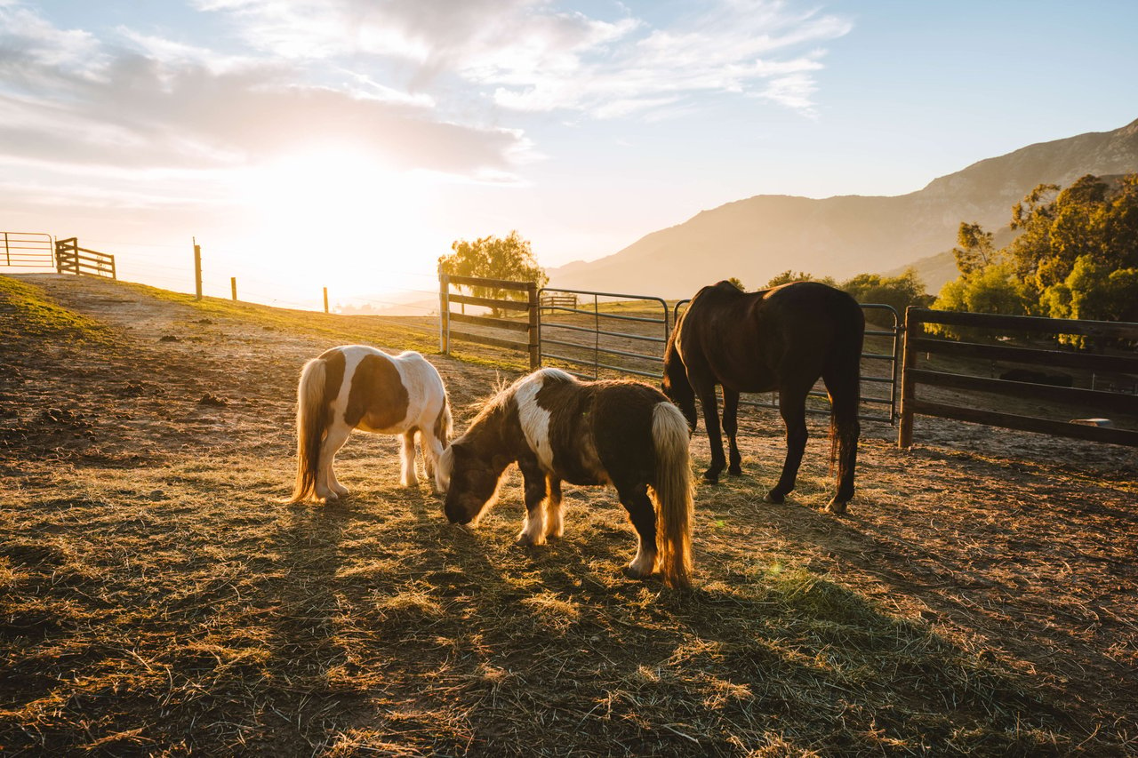 MALIBU DREAM RANCH 