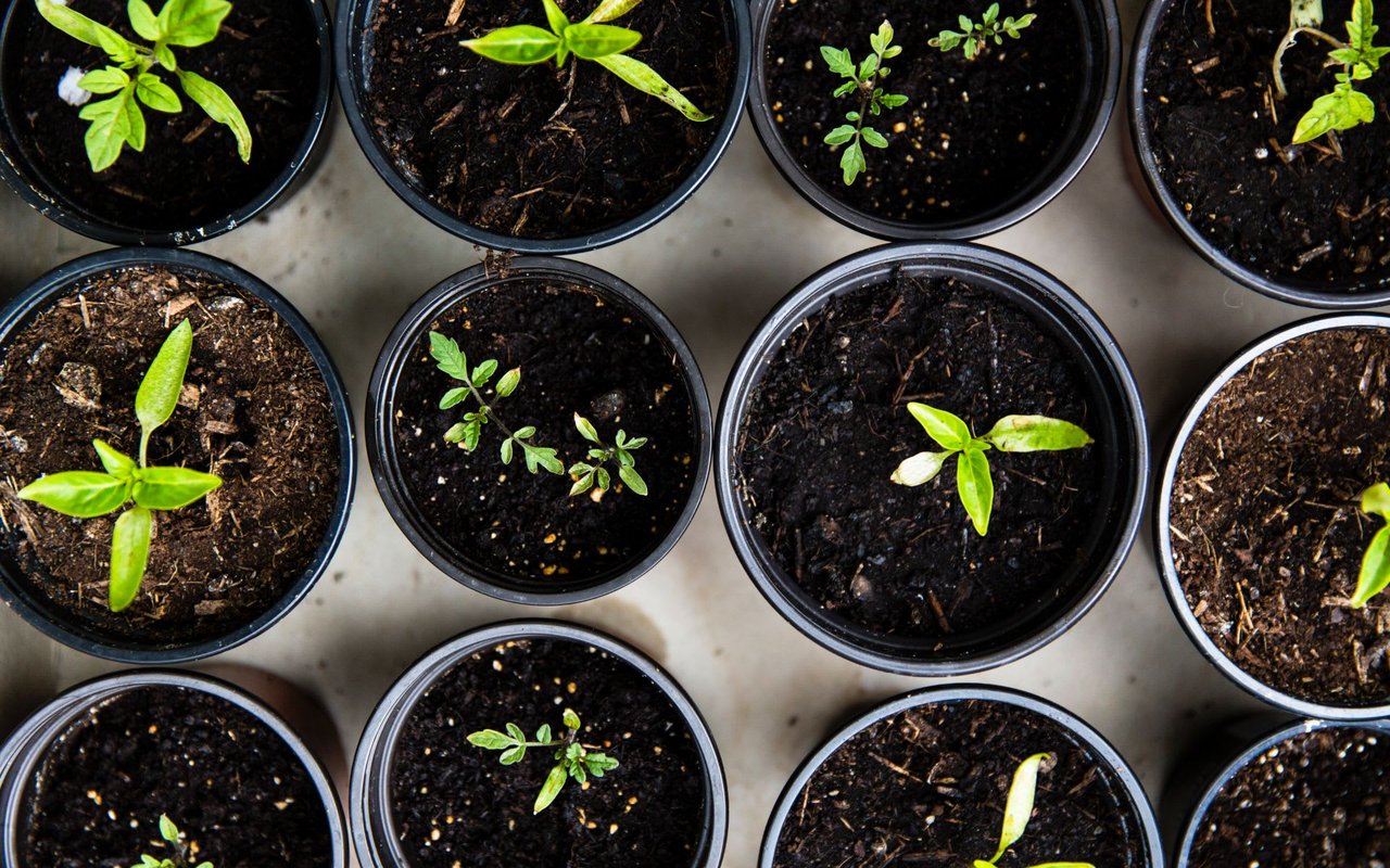 3 Plants For Shade Garden Color